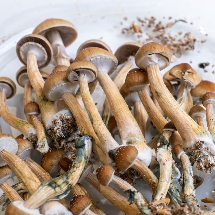 Mycélium de Pleurote - Kit de culture Champignons - grow mushrooms kit