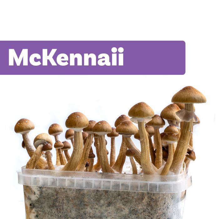 Kit de Culture de Champignons Magiques McKennaii (Ready-to-Grow
