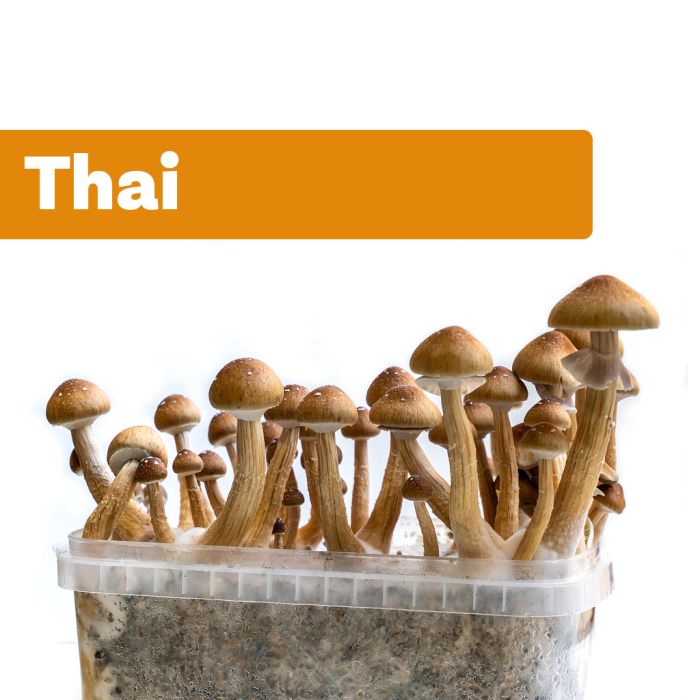 Mycélium de Pleurote - Kit de culture Champignons - grow mushrooms kit