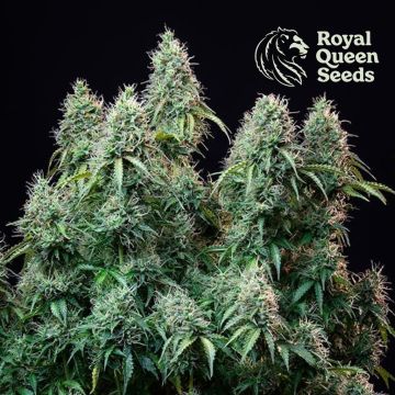 Amnesia Haze Automatic (Royal Queen Seeds) 5 graines