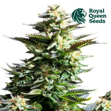 Amnesia Haze (Royal Queen Seeds) 5 graines