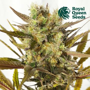 Blue Mystic (Royal Queen Seeds)