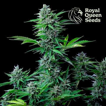 Melange Medicale CBD (Royal Queen Seeds) 5 graines