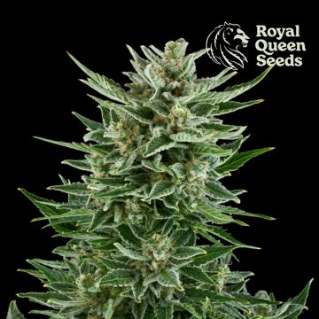 Easy Bud Autofloraison (Royal Queen Seeds) 5 graines