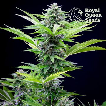 Fast Eddy Automatic CBD (Royal Queen Seeds) 5 graines