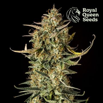 Fat Banana Autofloraison (Royal Queen Seeds) 3 graines