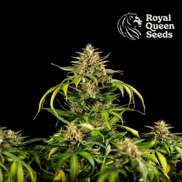 Green Gelato Automatic (Royal Queen Seeds) 3 graines