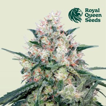 Honey Cream Fast Flowering (Royal Queen Seeds) 3 graines