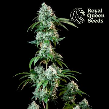 Hulkberry (Royal Queen Seeds) 3 graines