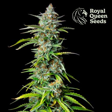 Northern Light Automatic (Royal Queen Seeds) 5 graines