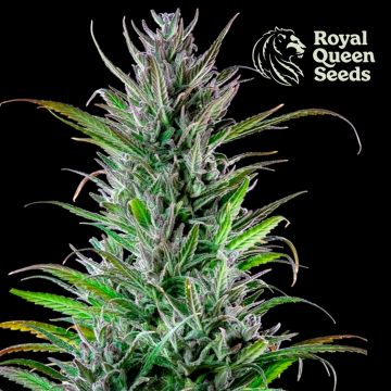 Northern Light (Royal Queen Seeds) 5 graines