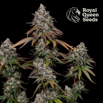 O.G. Kush (Royal Queen Seeds) 5 graines