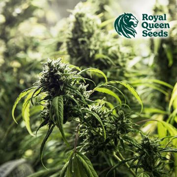 Painkiller XL (Royal Queen Seeds) 5 Graines