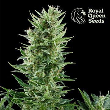 Quick One Autofloraison (Royal Queen Seeds) 5 graines