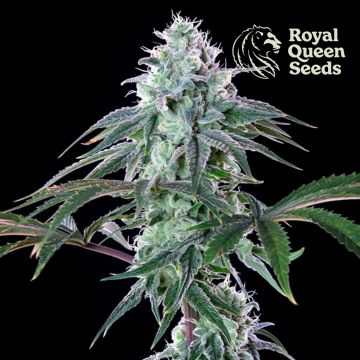 Royal Cheese Fast Flowering (Royal Queen Seeds) 5 graines