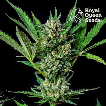 Royal Dwarf Autofloraison (Royal Queen Seeds) 5 graines