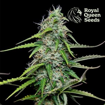 Royal Gorilla Automatic (Royal Queen Seeds) 3 graines