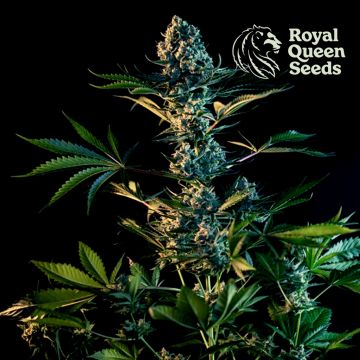 Royal Gorilla (Royal Queen Seeds) 3 graines