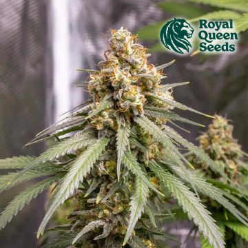 Shining Silver Haze (Royal Queen Seeds) 5 graines