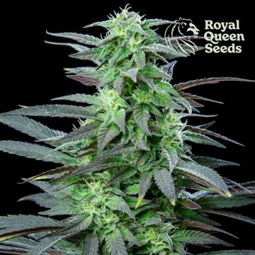 Skunk XL (Royal Queen Seeds) 5 graines