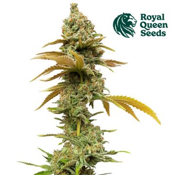 Special Queen #1 (Royal Queen Seeds)