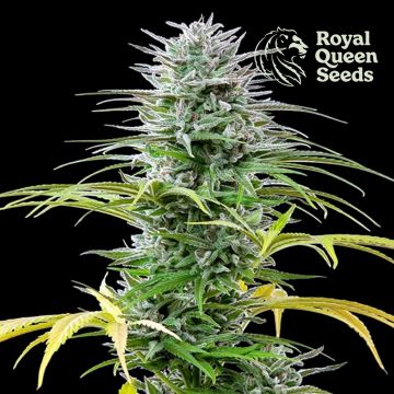 Speedy Chile Fast Flowering (Royal Queen Seeds) 3 graines