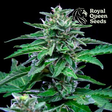 Stress Killer Automatic CBD (Royal Queen Seeds) 5 graines