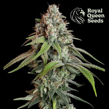 White Widow (Royal Queen Seeds) 5 graines