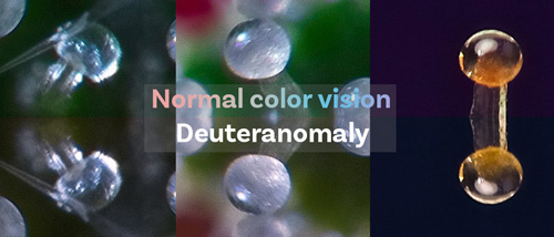 La différence entre la vision des couleurs normale et la deutéranomalie, une forme courante de daltonisme, chez les trichomes d'une plante de cannabis.