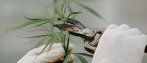 Fimming de plante de cannabis avec un sécateur.