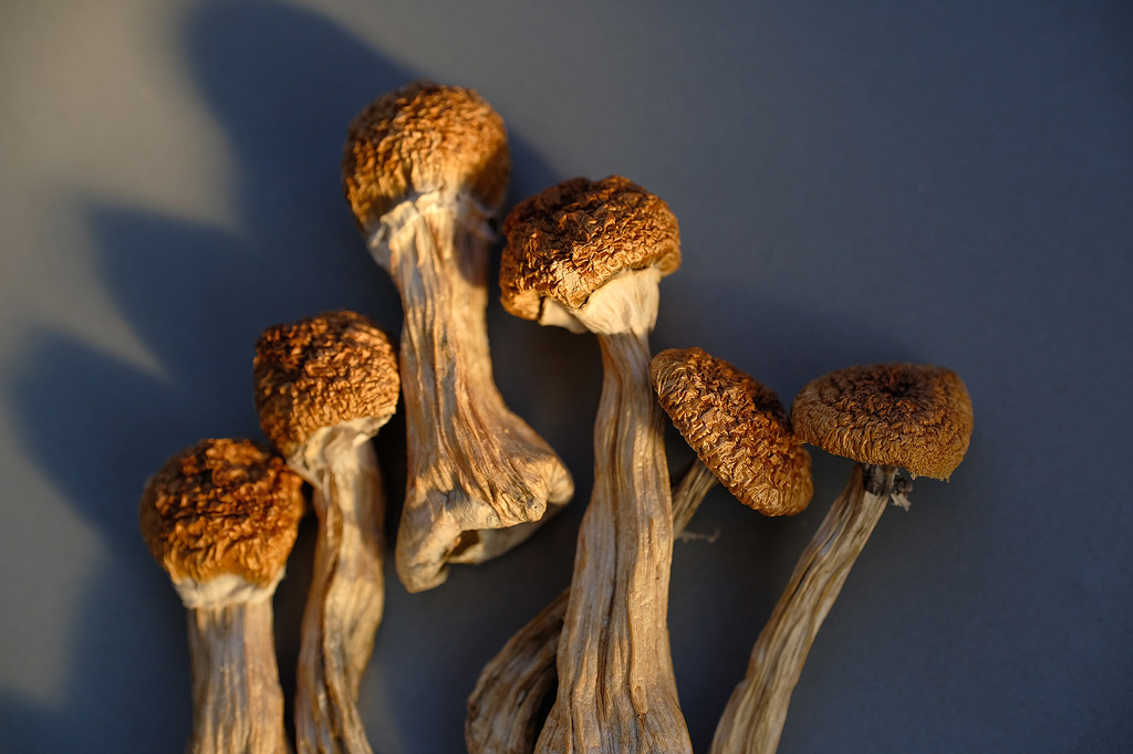 Champignons séchés à la lumière du soleil.