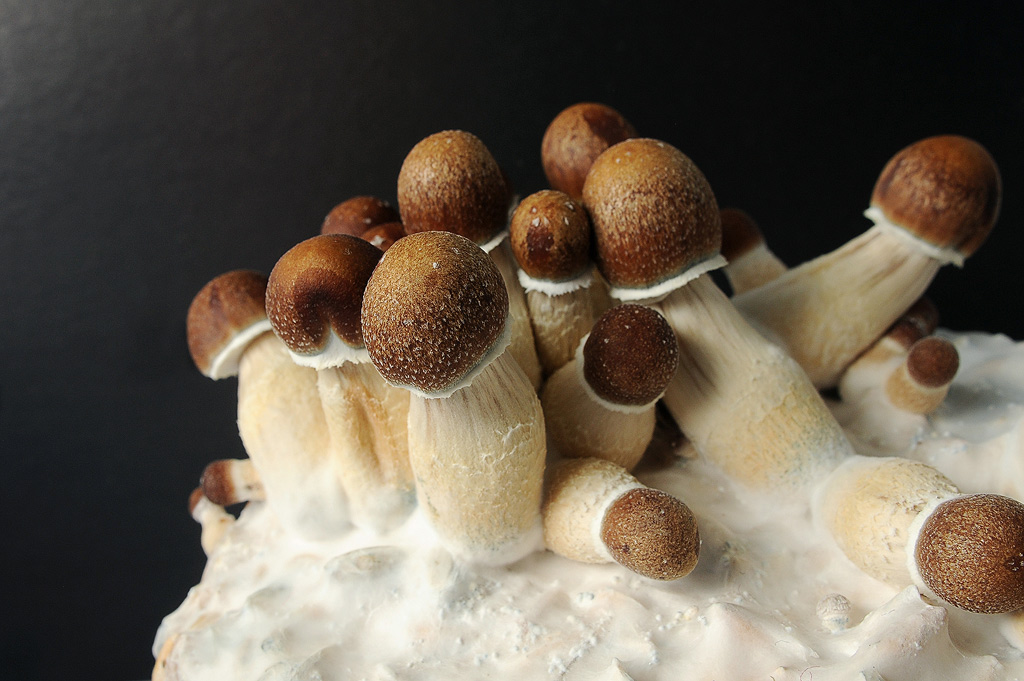 Jeunes champignons poussant à partir d'un substrat PF-Tek.