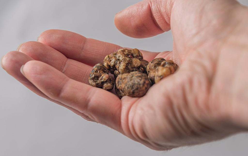 Truffes magiques sur une main.