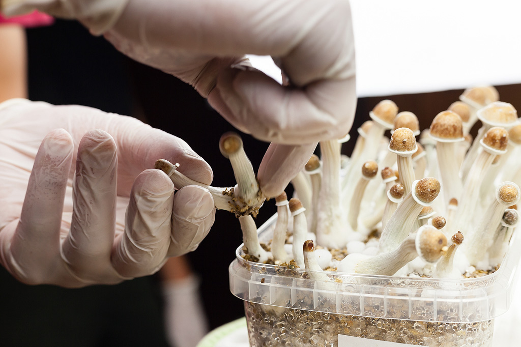 Récolte de champignons à partir d'un kit de culture de champignons magiques.