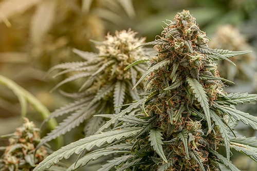 5 Meilleurs Conseils Pour Faire Pousser Du Cannabis - Fast Buds