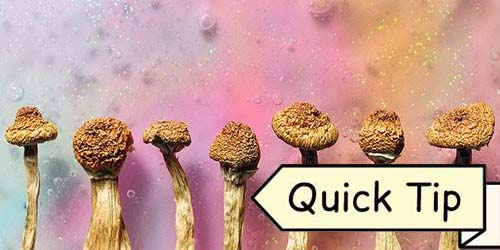 Kits de Culture Champignons Hallucinogènes | Quick Tip