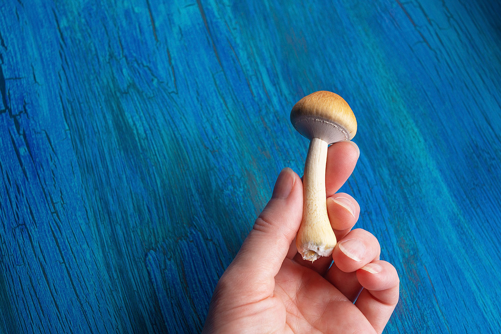 Un champignon hallucinogène parfait sur un fond bleu.