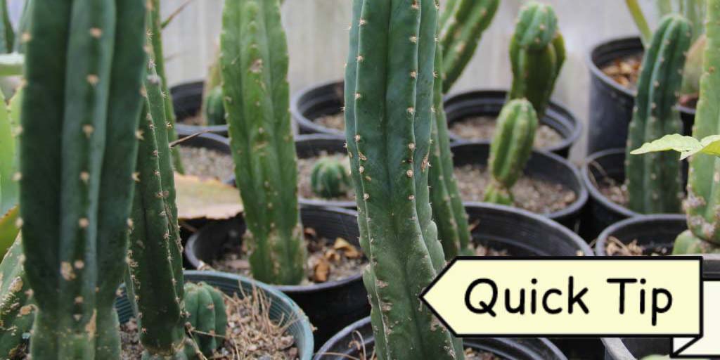 Comment Faire des Boutures de San Pedro Cactus | Quick Tip