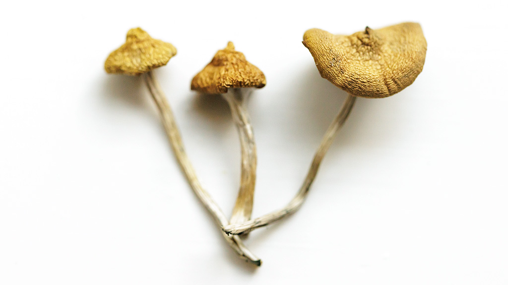 3 champignons <em>Psilocybe azurescens</em> séchés