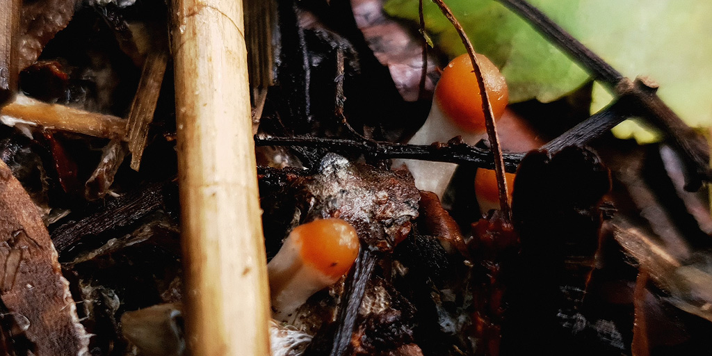 Jeunes champignons psilocybe azurescens émergeant du sol.