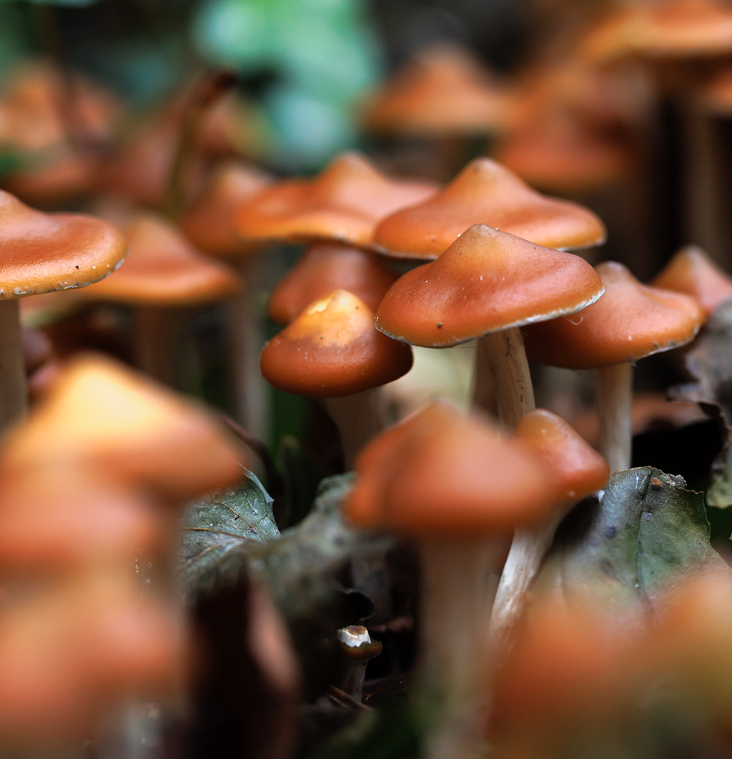 Un grand groupe de champignons psilocybe azurescens réunis dans le sol forestier.