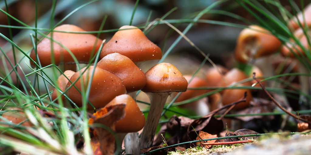 Psilocybe azurescens pousse entre l'herbe et le lierre.