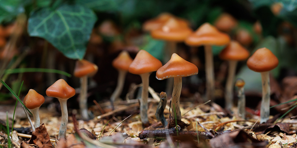 Champignons Psilocybe azurescens parmi le lierre.