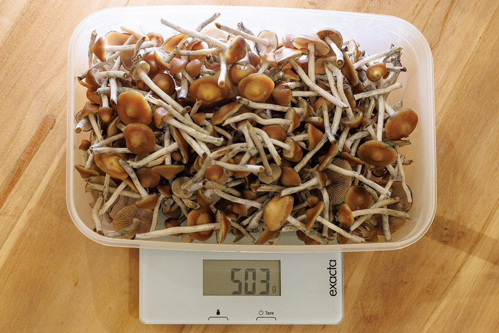 Un bac avec 503 grammes de rendement d'une récolte de psilocybe azurescens frais sur une balance.