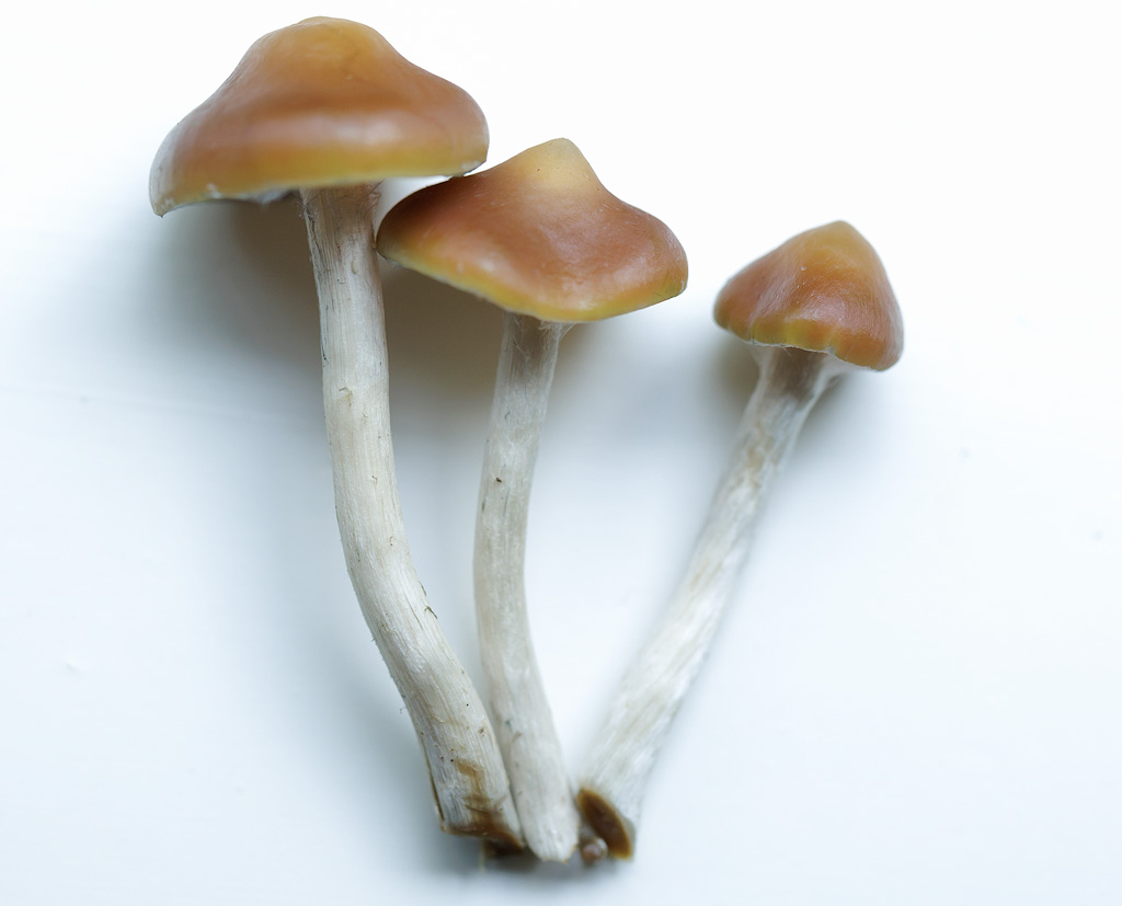 3 champignons psilocybe azurescens fraîchement récoltés.