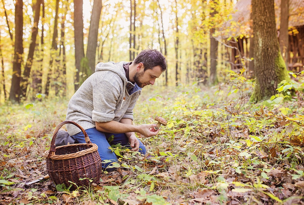 Un homme cueille des cèpes dans la forêt.