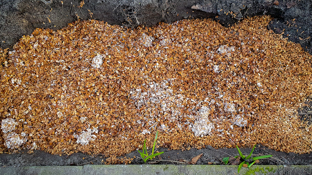 Un lit de culture de champignons avec des copeaux de bois de hêtre et du mycélium de psilocybe azurescens d'environ 2 mètres carrés.