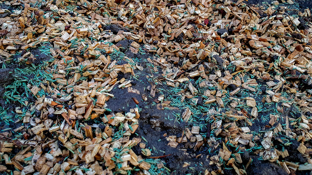 Un lit de culture de champignons ensemencé avec des copeaux de bois de hêtre, de la terre et des graines de gazon. Gros plan.