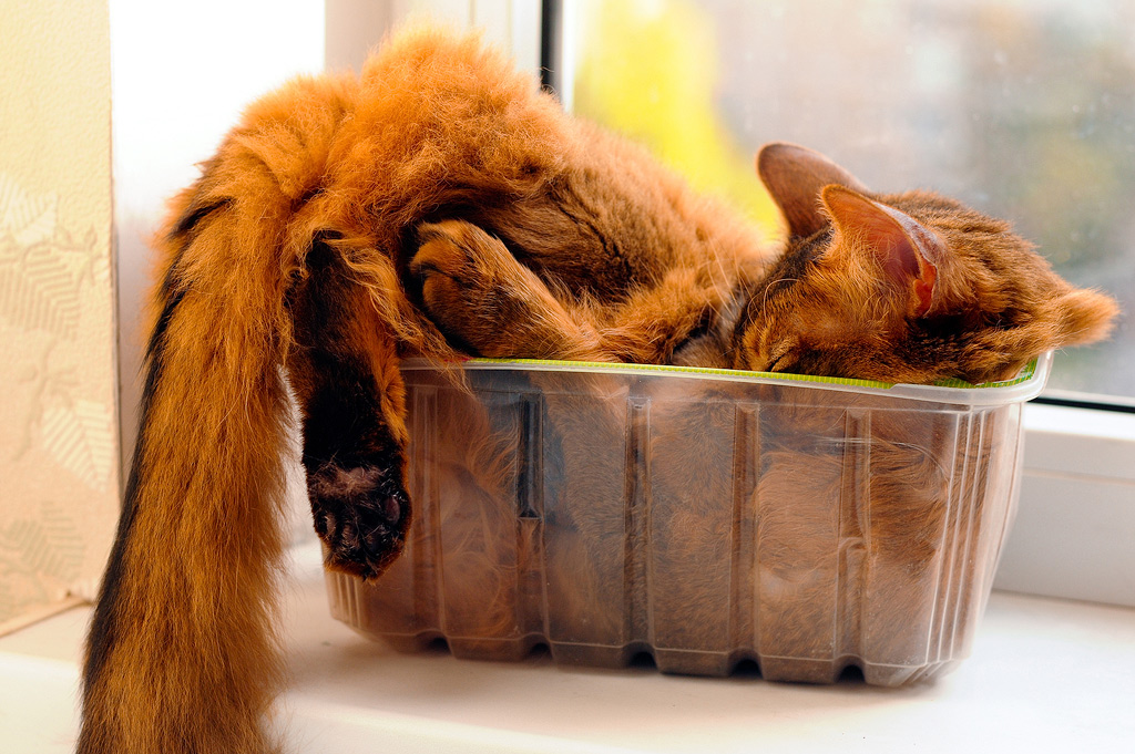 Un chat dort dans un bac en plastique.