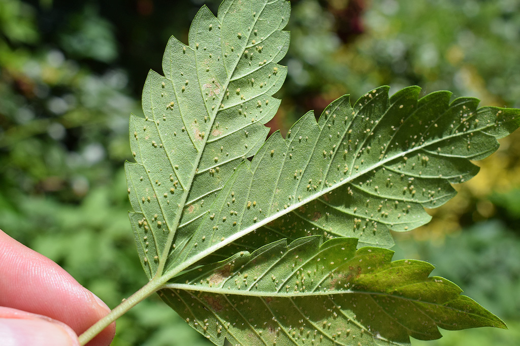 Pucerons sous une feuille de cannabis.